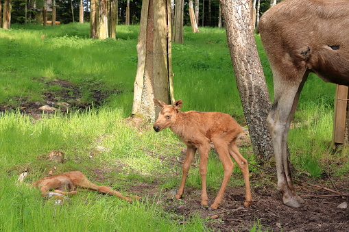 European Moose Calf, Alces alces, also known as the elk, in Sweden