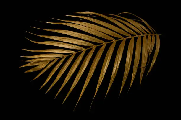 Photo of Tropical leaves gold and black, can be used as background(Monstera,palm,coconut)fern.