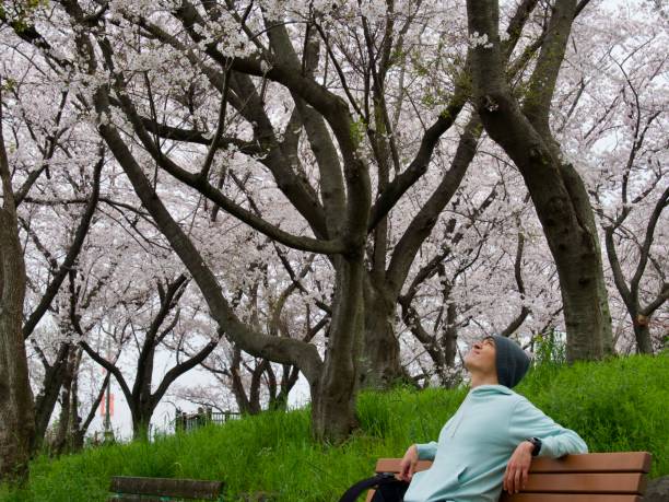 istock Man relaxing in park with cherry blossoms 1477179386