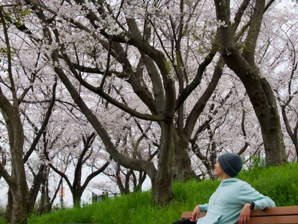 istock Man relaxing on bench in park with cherry blossoms 1477179408