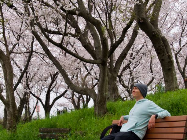 istock Man relaxing on bench in park with cherry blossoms 1477179431