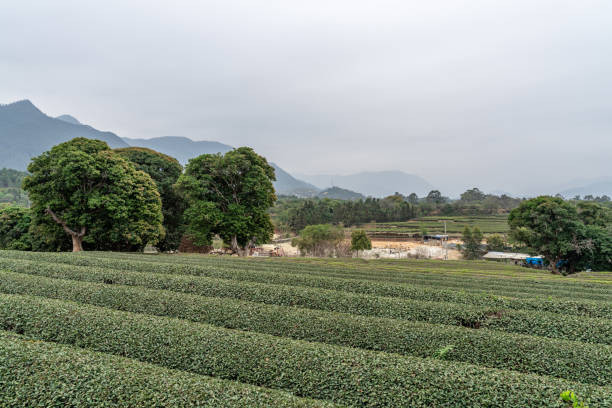 arbres à thé dans le jardin de thé par un matin nuageux - formal garden tropical climate park plant photos et images de collection
