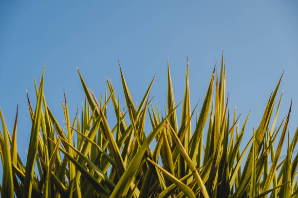 A close-up of the lush green and yellow striped leaves of the New Zealand native Flax plant, also known as Phormium or by it’s Maori name Harakeke.