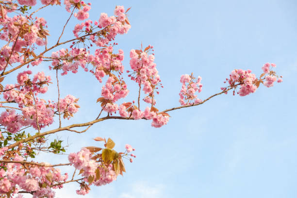 istock Cherry blossoms coming into season 1477182614