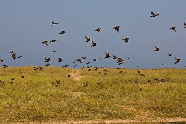 istock flock of birds 147718939