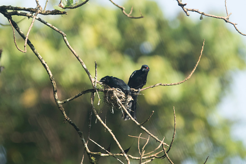 The Black Drongo (Dicrurus macrocercus) feeds its young in the nest early in the morning