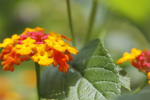 closeup of red and yellow lantana camara flowers.