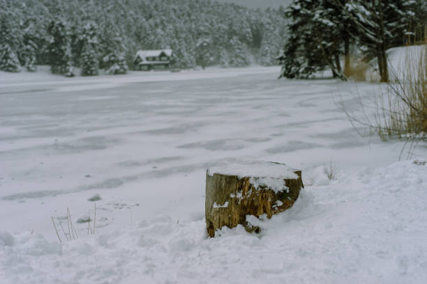 View of a log at lake side, Golcuk lake, Bolu.