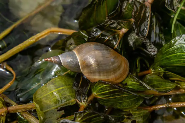Lymnaea - Great pond snail Lymnaea stagnalis, air-breathing freshwater snail, an aquatic pulmonate gastropod mollusk, family Lymnaeidae.