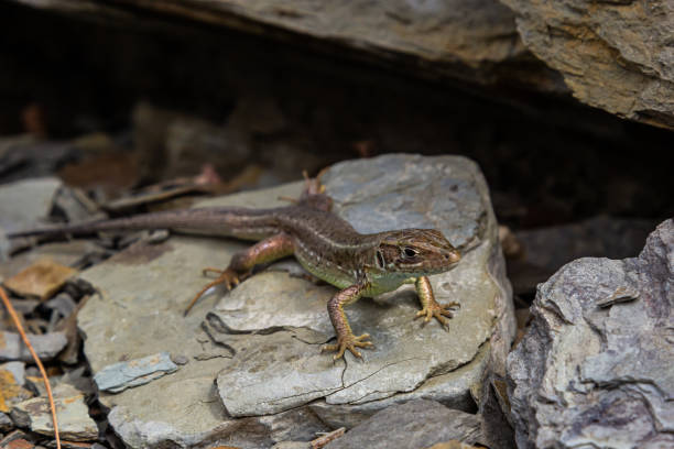 istock Lacerta agilis, sand lizard, on a sunny summer day 1477191759