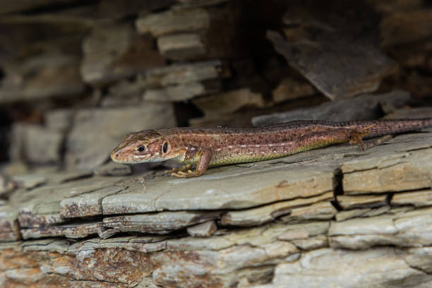istock Lacerta agilis, sand lizard, on a sunny summer day 1477192406
