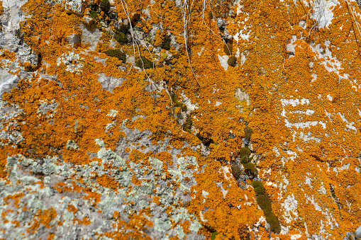 Rock greenshield lichen and leaf in the Connecticut woods. Though it undergoes photosynthesis, this is not a plant but a symbiotic composite of a fungus and an alga. Lichens also grow on trees and soil. Photo taken in winter.