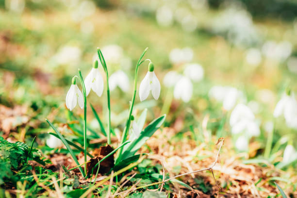istock Snowdrops growing in a forest, spring flowers. Selective focus, shallow depth of field 1477193437