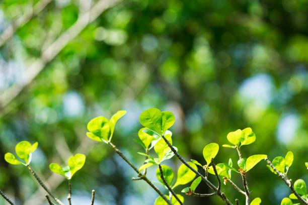 istock Closeup nature view of young green leaf 1477193456