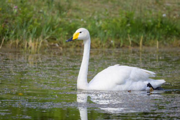 istock A Whooper Swan swimming on a pond 1477193540