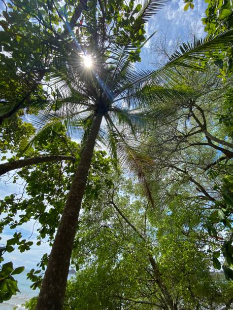 istock Manuel Antonio national park 1477196339