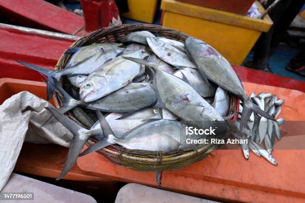 Bigeye Trevally Stock Photo - Download Image Now - Mackerel, Sardine, Animal