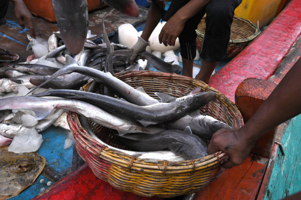 istock Baby shark in a traditional market 1477196650