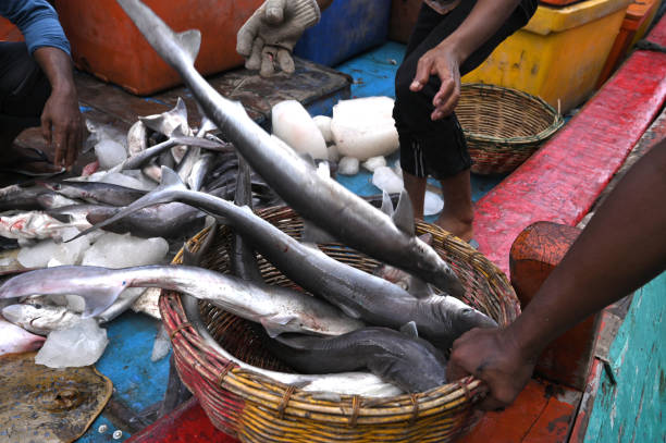 istock Baby shark in a traditional market 1477196651