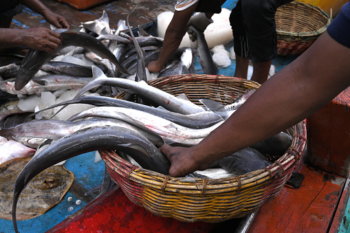 Baby shark in a traditional market