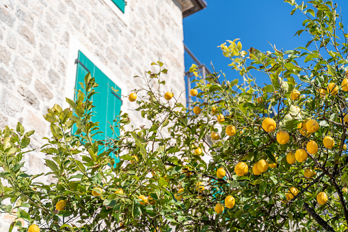 Lemon tree with fruits growing near a stone mediterranean building, on a sunny day