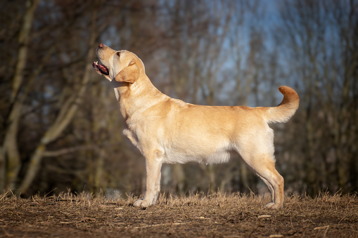 Golden Retriever dog portrait. 4 months ago.