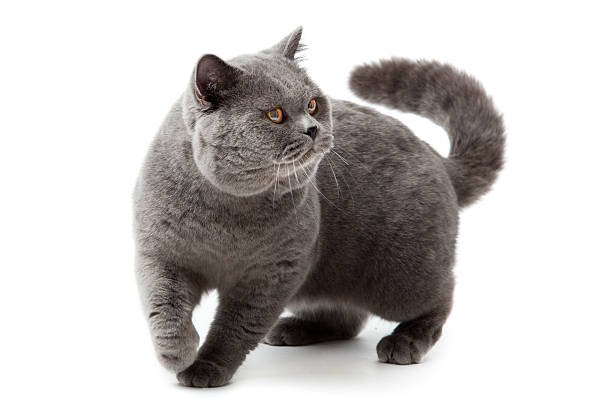 istock British shorthair cat on a white background. 147719692