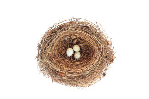 istock Bird's nest and eggs isolated on white background. with clipping 1477199008