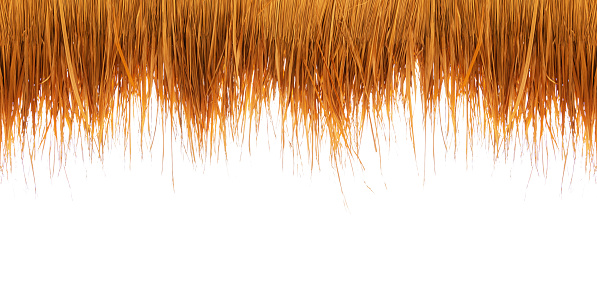 Thatching straw roof, from dry grass isolated on white background, of the bar on the beach during the holiday season. with clipping path