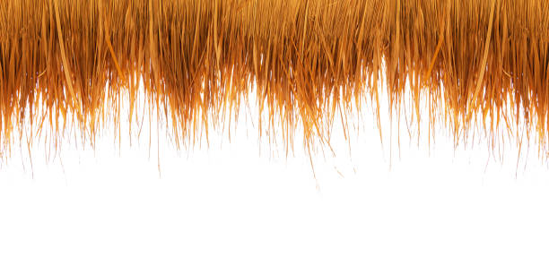 Thatching straw roof, from dry grass isolated on white background, of the bar on the beach during the holiday season. with clipping path Thatching straw roof, from dry grass isolated on white background, of the bar on the beach during the holiday season. with clipping path straw roof stock pictures, royalty-free photos & images