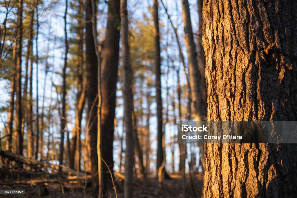 Right side tree bark sunset in winter The trunk of a tree on the right side of the frame glows at sunset Backgrounds Stock Photo