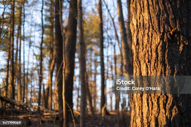 Right Side Tree Bark Sunset In Winter Stock Photo - Download Image Now - Backgrounds, Beauty, Branch - Plant Part