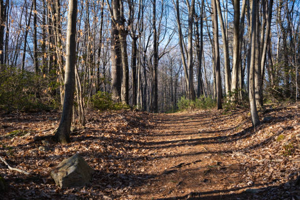 Long shadows on wooded path in winter stock photo