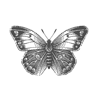 Butterfly. Hand drawn engraving style illustrations.