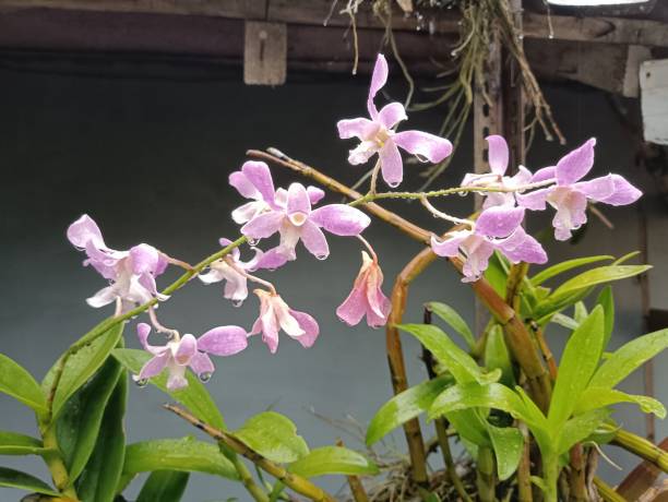 istock Red purple orchid 1477201644