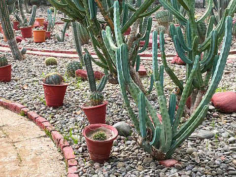 Stock photo showing close-up view of a gravelled garden plant border containing cacti planted in the ground or in terracotta plant pots, surrounded by rectangular, red bricks in a glass domed greenhouse.