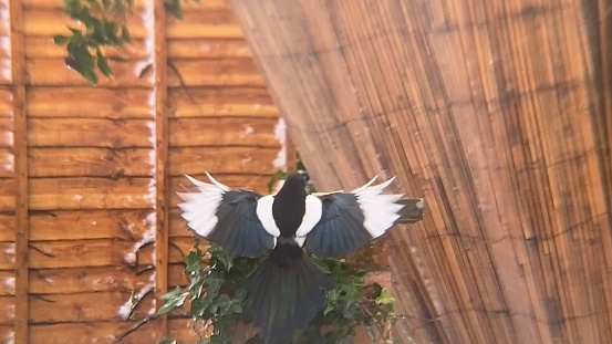 View from the back of an Eurasian magpie flying up from the ground onto a pillar. It’s wings outstretched to it’s sides and it’s tail feathers pointing downward, a stark contrast is made between the white and black feathers of the bad. It appears to be in a back yard with wooden garden fence panels serving as a backdrop to the bird.