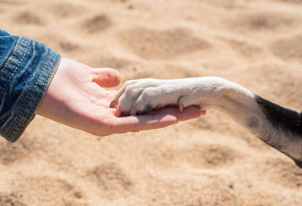 istock Human and dog shaking hands 1477205515