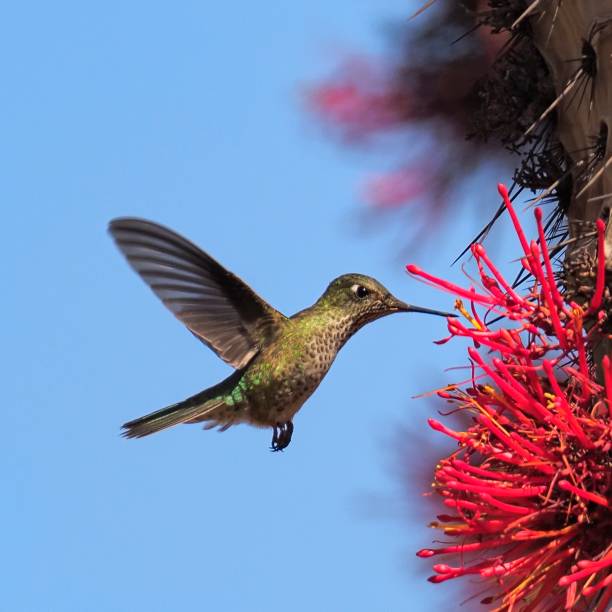 A female Green-backed Firecrown Hummingbird forages for nectar among red flowers stock photo