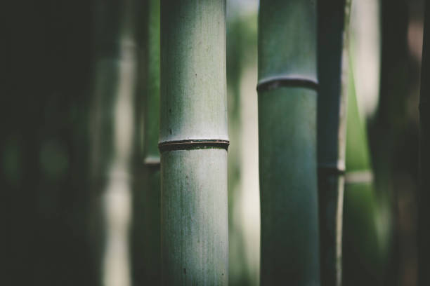 bamboo background bamboo background texture, light and shadow. bamboo material stock pictures, royalty-free photos & images