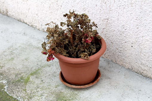 Old Pelargonium perennial flowering plant with long flowering period and shriveled pink flowers growing in umbel-like clusters and dry dark brown leaves growing in small flower pot next to suburban family house wall on concrete path on warm sunny spring day