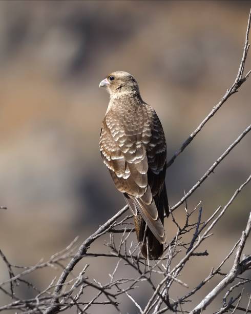 A Chimango Caracara perches on dry scrub in central Chile stock photo