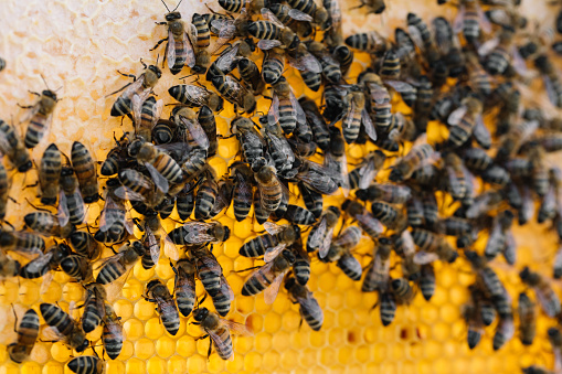 Bee colony in hive macro. Working honey bees, honeycomb, wax cells with honey and pollen.