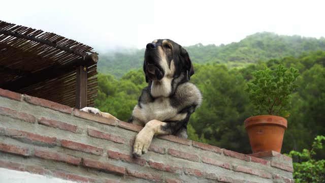 A mastiff leaning against a brick wall in a traditional Spanish village with mountains and fog in the background