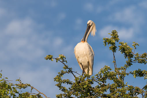 Eurasian spoonbill (Platalea leucorodia) standing in the tree. Photographed in the Netherlands.