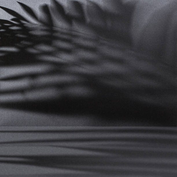Dark gray backdrop - wall and floor with palm leaves shadow.