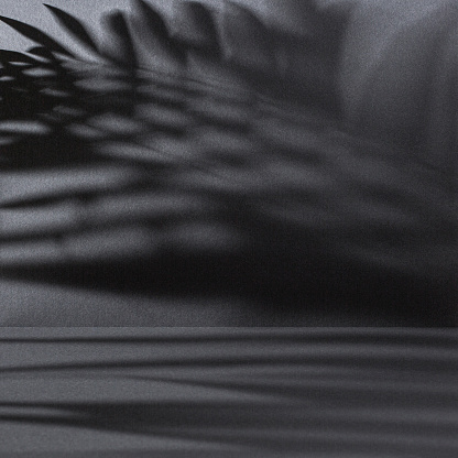 Dark gray backdrop - wall and floor with palm leaves shadow.