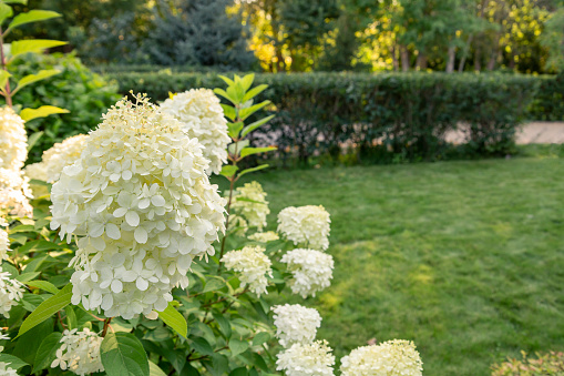 Lush white hydrangea blooming in the park. Landscaping, flowering bushes.