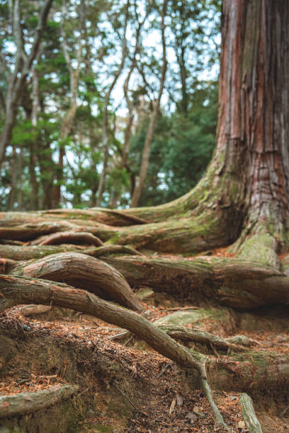 lose-up low angle view of a tree's protruding roots