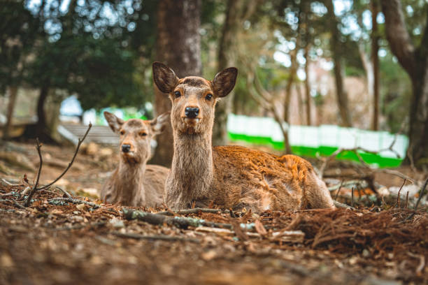 Deer in Nara, Japan